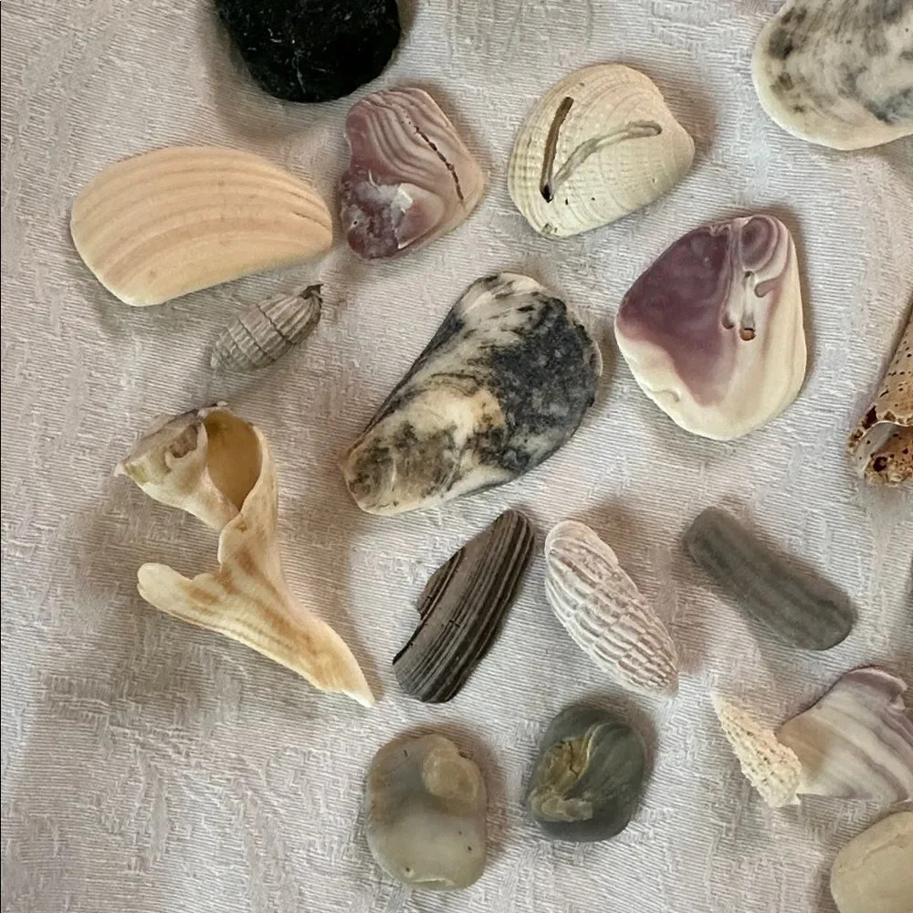 Bundle of Small Sea Shells From Bahamas and Florida
